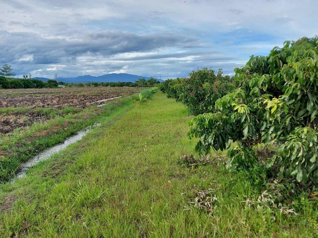 ขาย ที่ดินพร้อมสวนลำไย ไฟ น้ำ พร้อม ใกล้คลองชลประทาน (มีน้ำใช้ตลอดปี)