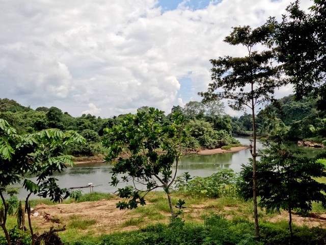 ขายสวนทุเรียนติดแม่น้ำแควน้อย ทองผาภูมิ กาญจนบุรี 81 ไร่ เป็นสวนทุเรียนและสวนส้ม