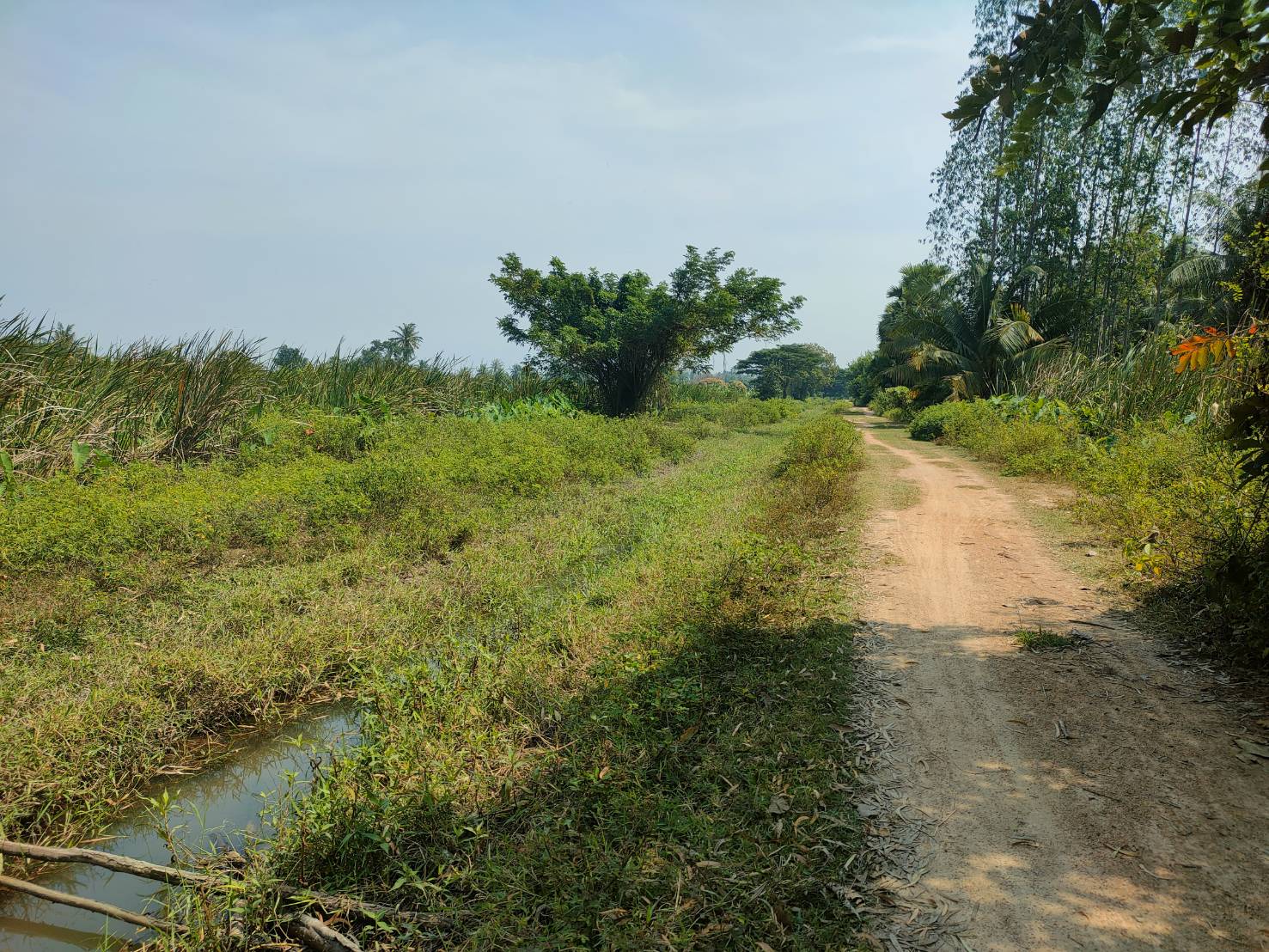 ขายที่ดินเปล่า 12-0-31 ไร่ ราคาถูก (ใกล้หาดปึกเตียน จ.เพชรบุรี)