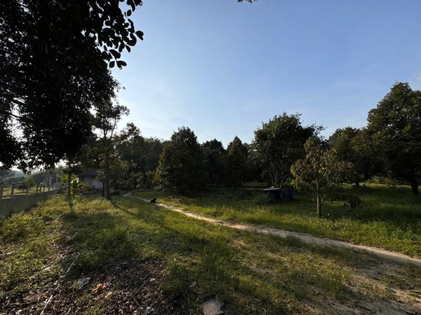 ขายที่ สวนทุเรียน อ.เมืองระยอง พร้อมแหล่งน้ำธรรมชาติ ใกล้ทะเล ด้านหลังเป็นเขายายดา ห่างตลาดบ้านเพ 3 ก.ม. เนื้อที่ 4 ไร่ 3 งาน 29 ตร.ว. ไร่ละ 2.5 ลบ. โทร 0852619111