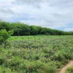 ขายที่ดินบ่อวิน ศรีราชา ชลบุรี