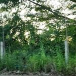 ขายที่ดินเข้าคันทรง ศรีราชา ชลบุรี