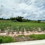 ขาย! ที่ดินเปล่า ศรีราชา ชลบุรี ราคาถูก ติดไร่คาราวาน หนองค้อ