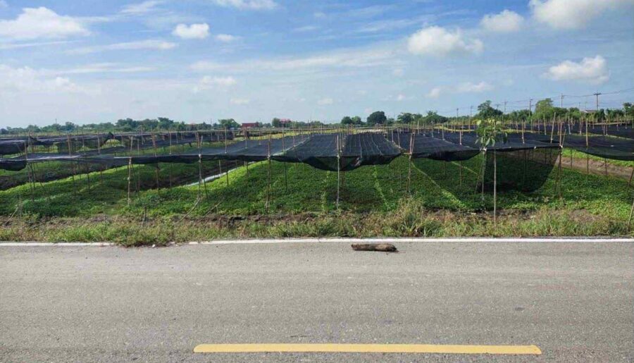 ขายที่ดิน 4 ไร่ 135 ตารางวา อ.ไทรน้อย จ.นนทบุรี หน้ากว้างติดถนนตัดใหม่ บรรยากาศดี โทร 065-365-4426