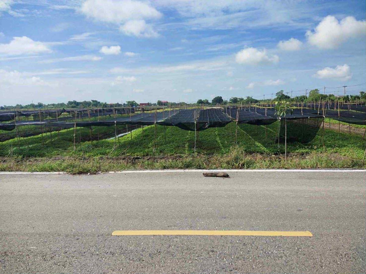 ขายที่ดิน 4 ไร่ 135 ตารางวา อ.ไทรน้อย จ.นนทบุรี หน้ากว้างติดถนนตัดใหม่ บรรยากาศดี โทร 065-365-4426