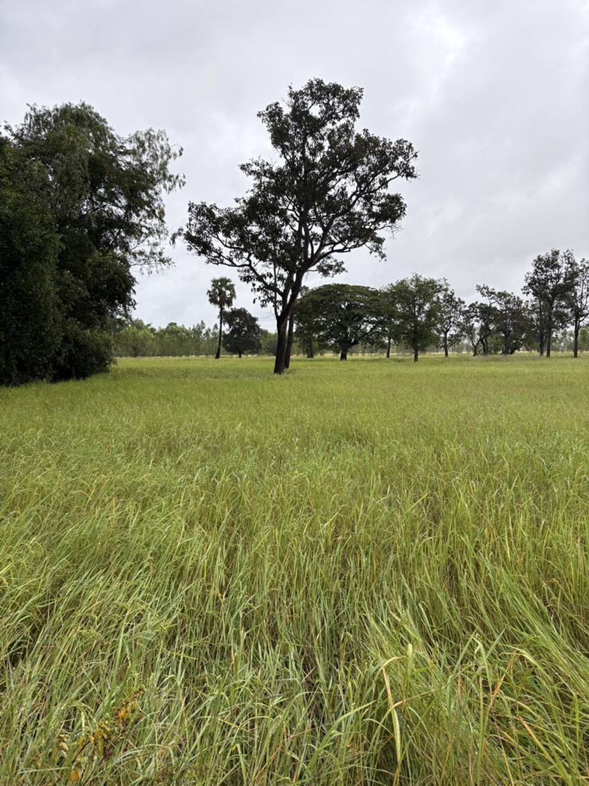 ด่วน ขายที่นา ราคาถูก อ.กันทรารมย์ จ.ศรีสะเกษ เนื้อที่ 12 ไร่ 2 งาน 62.6 ตร.ว. โทร 062-5982441 (คุณโย)