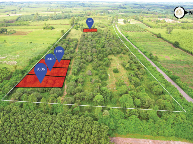 ขายด่วนที่ดินสวนมะม่วง 613 ตรว ต.วังเย็น อ.แปลงยาว ฉะเชิงเทรา