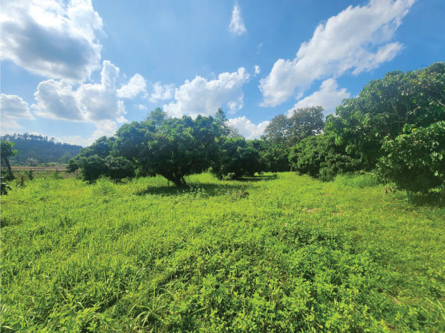 ขายที่ดิน 2 ไร่ 333 ตรว สวนลำไย ต.แม่แตง อ.แม่แตง จ.เชียงใหม่