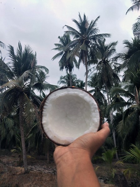 ขาย สินค้า จำหน่ายมะพร้าวกะทิแบบลูก ส่งฟรีกรุงเทพปริมณฑล ประจวบครีรีขันธฺ์ มะพร้าวกะทิ ทับสะแก